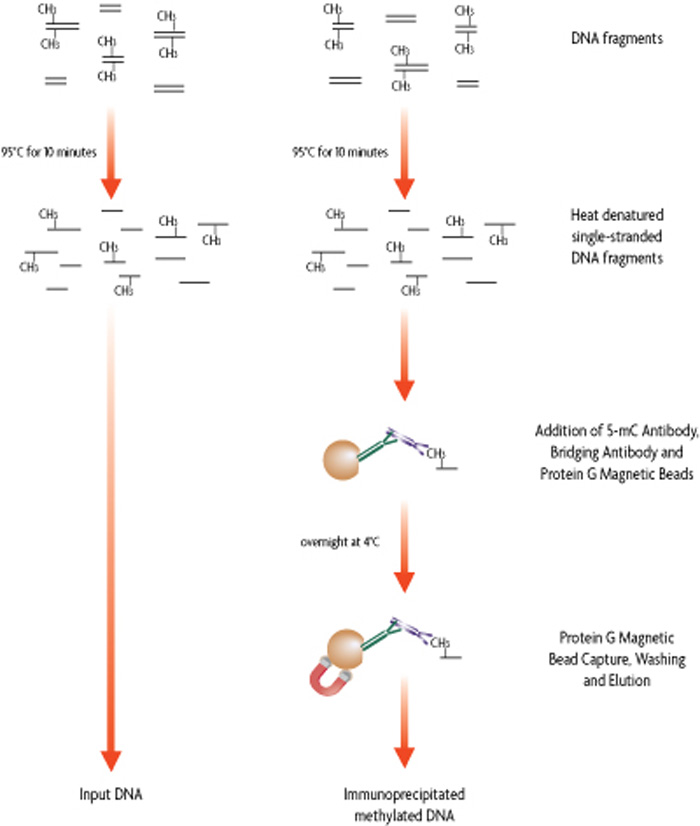 MeDIP flowchart