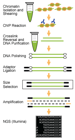 Chip Sequencing