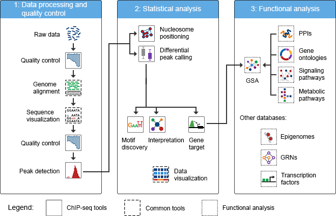 Chip Seq Analysis