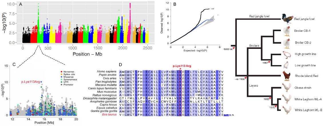 Whole Genome Resequencing