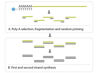 Whole Genome Resequencing