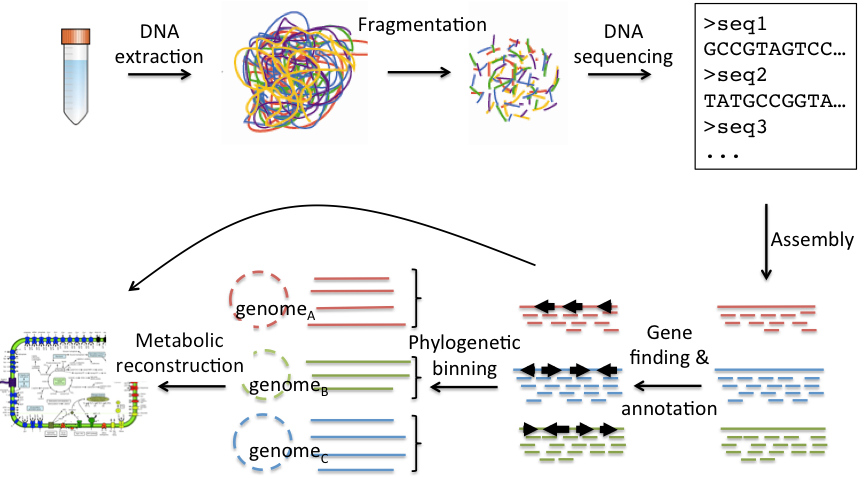 wgs-metagenomics.jpg